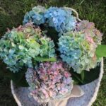 Basket of Hydrangeas