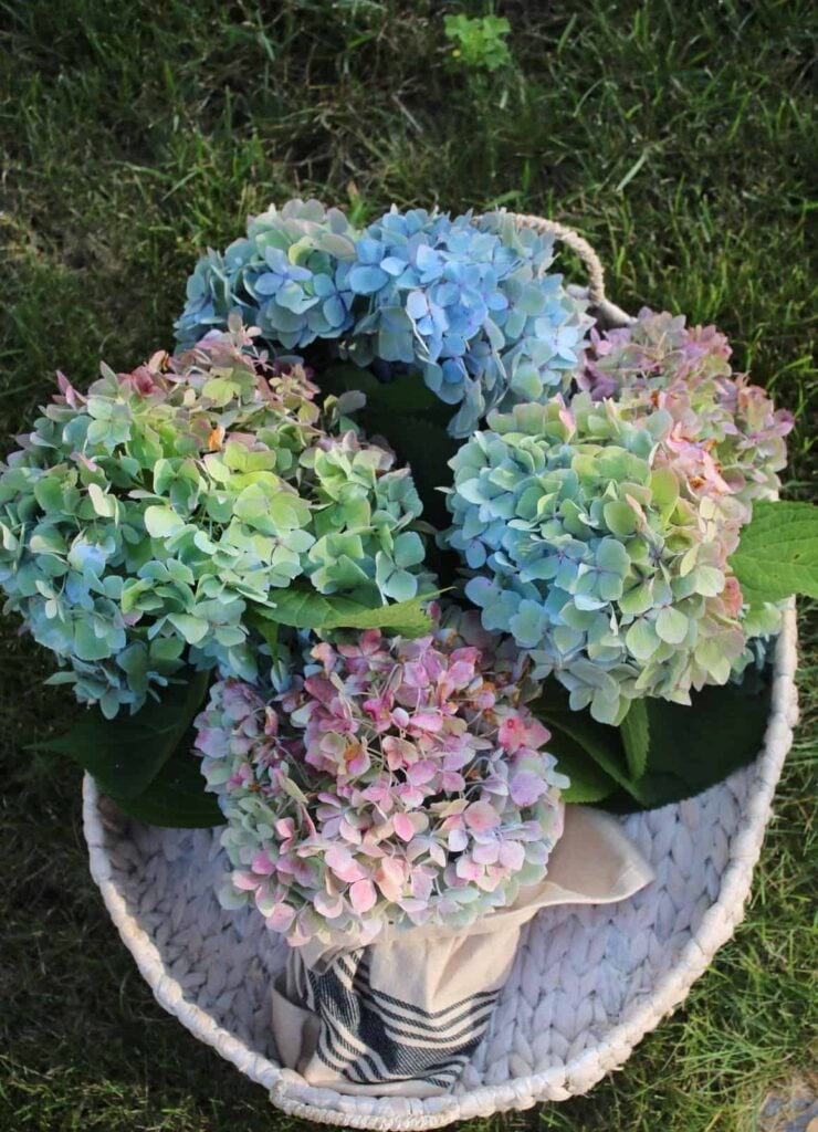 BASKET OF HYDRANGEAS