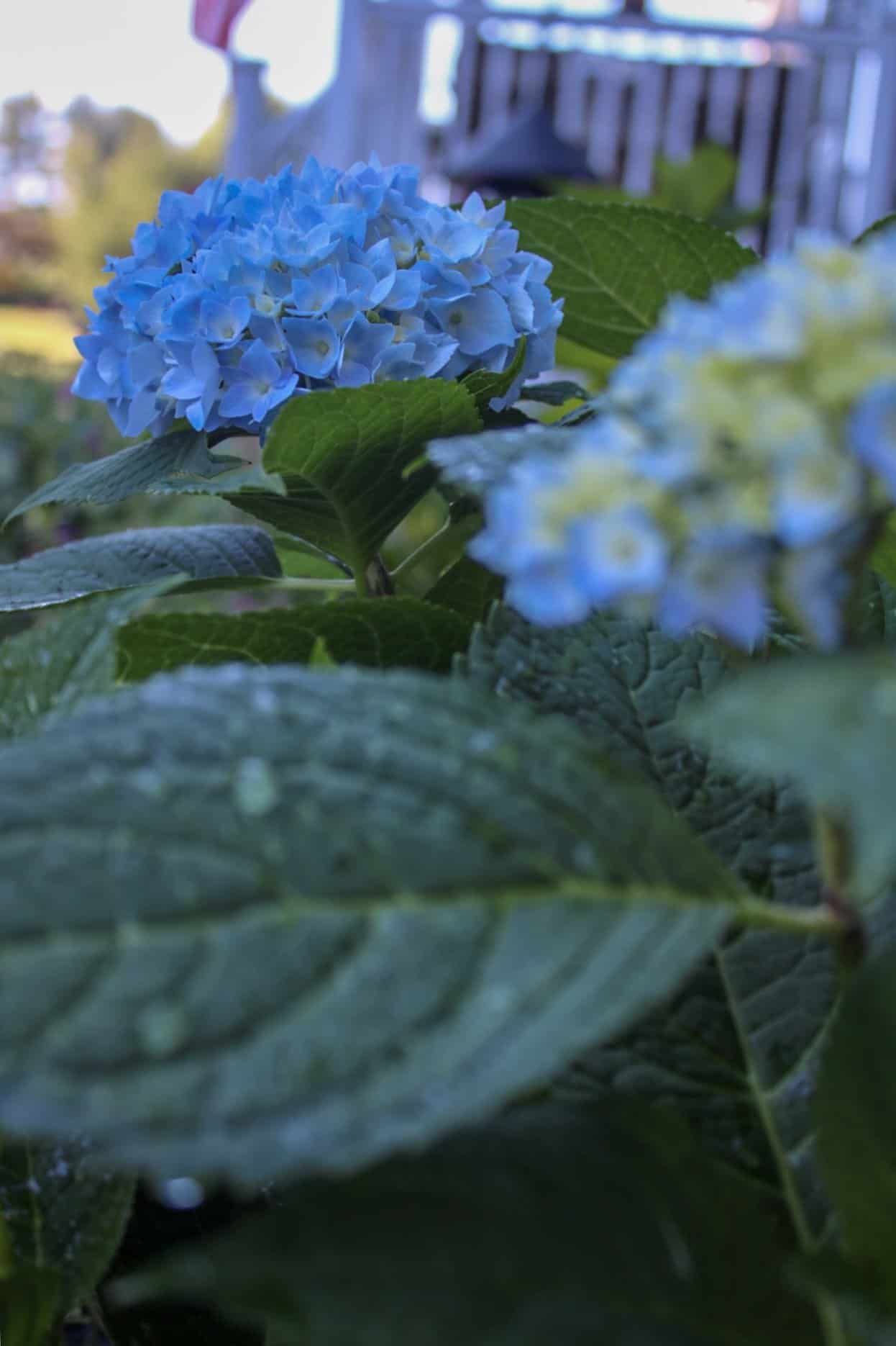 endless summer hydrangea