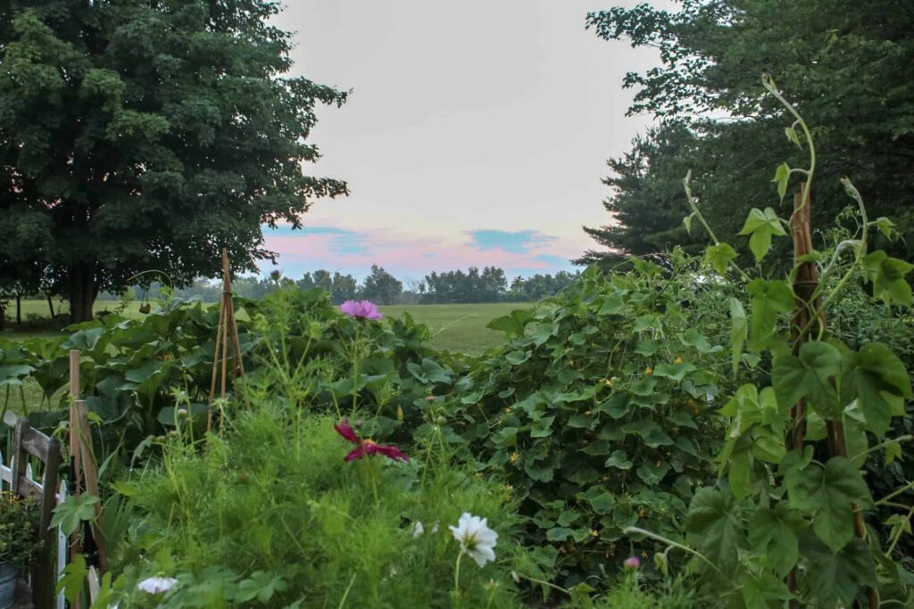 late summer garden