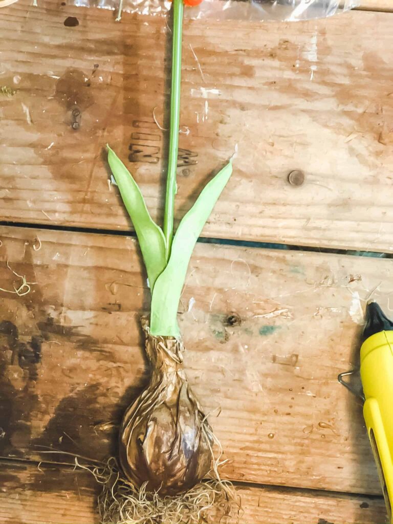 tulip bulb planter