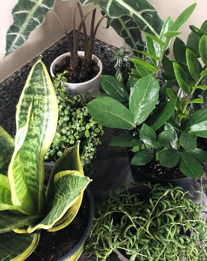 plants