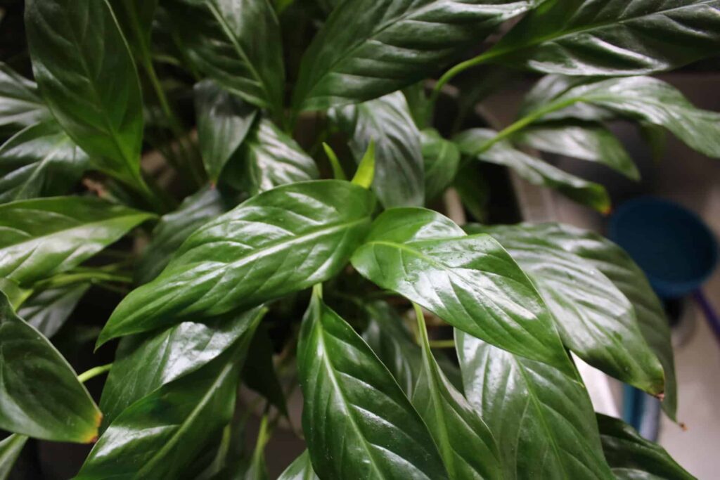 Peace Lily