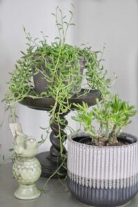 String of Bananas