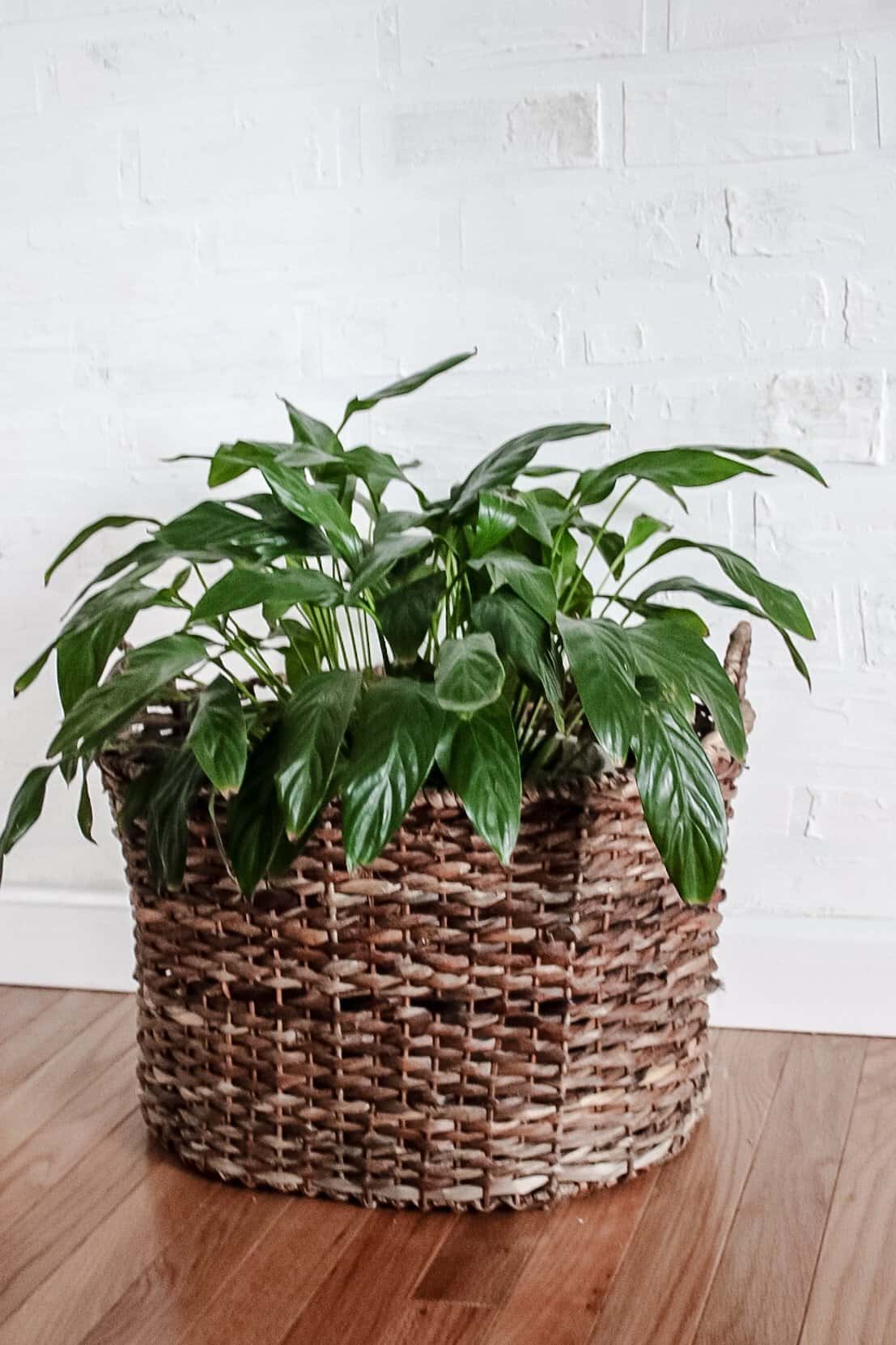 fake brick wall and green plant
