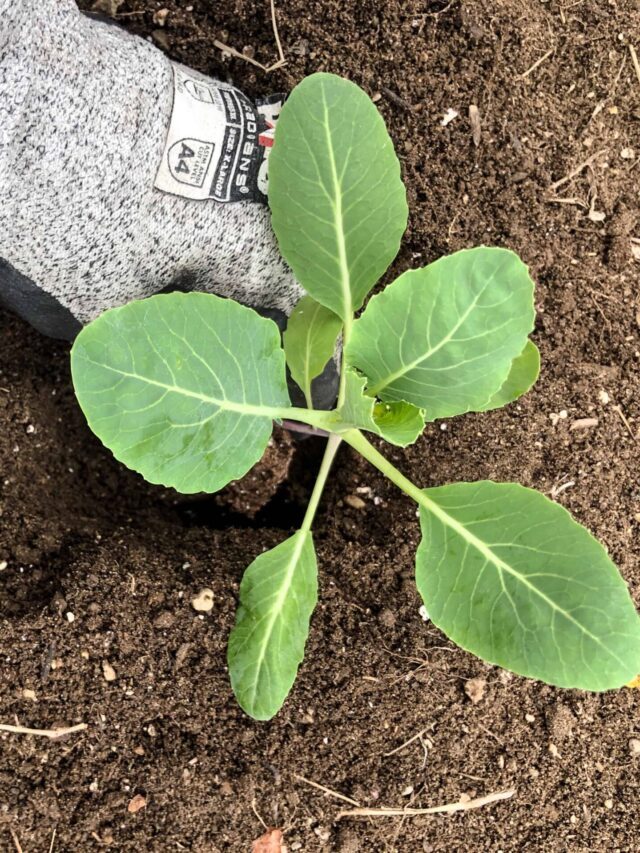 Tips For Getting Ready To Garden