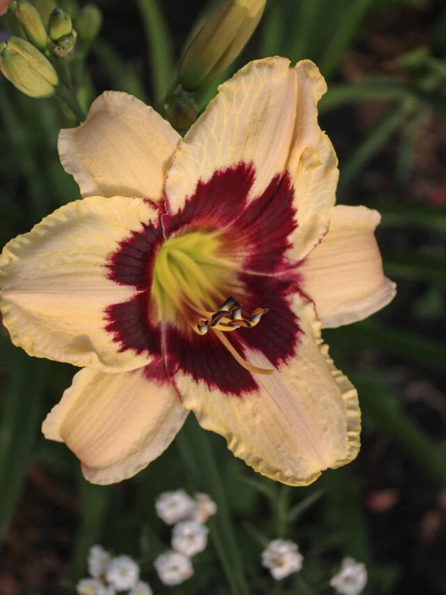 daylily