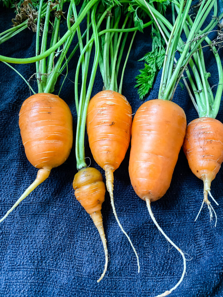 carrots from the garden