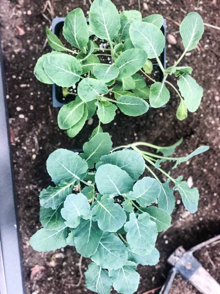 planting early spring vegetables