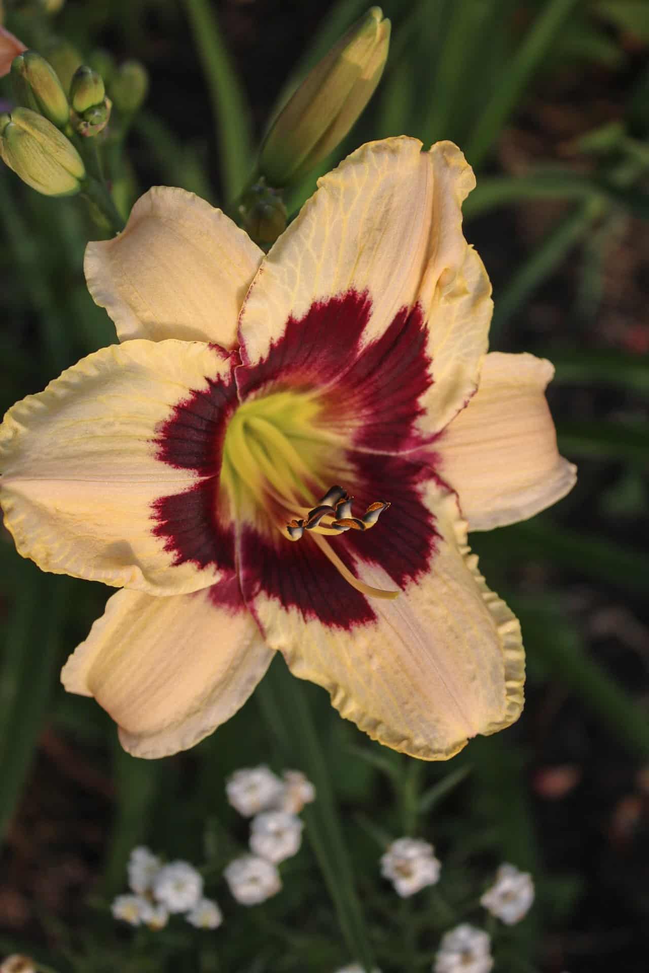 daylily