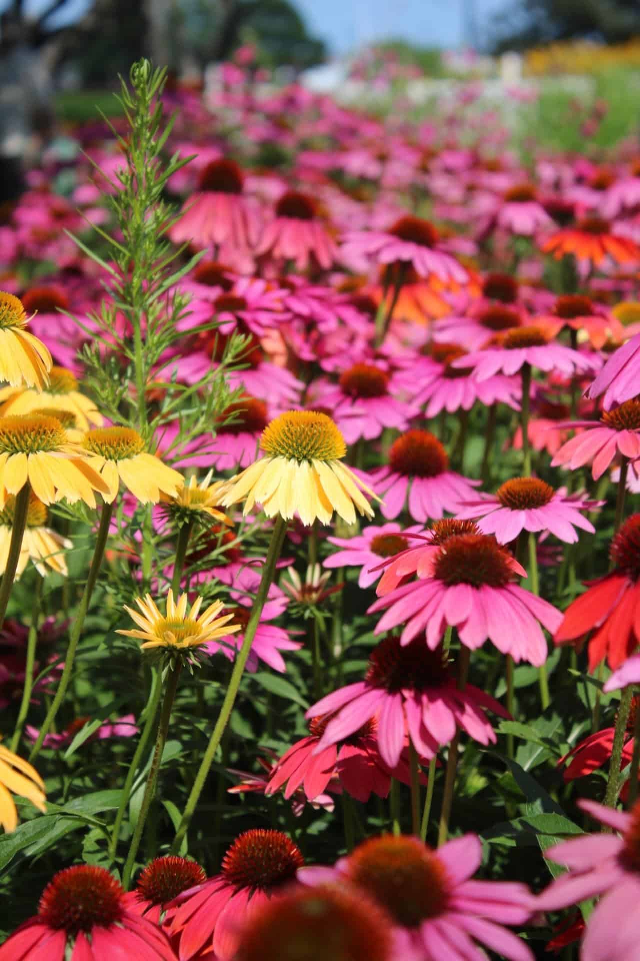 Echinacea