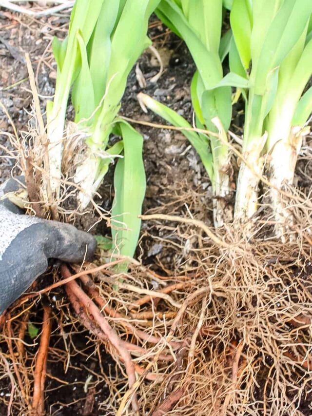 Dividing Your Daylily Plants