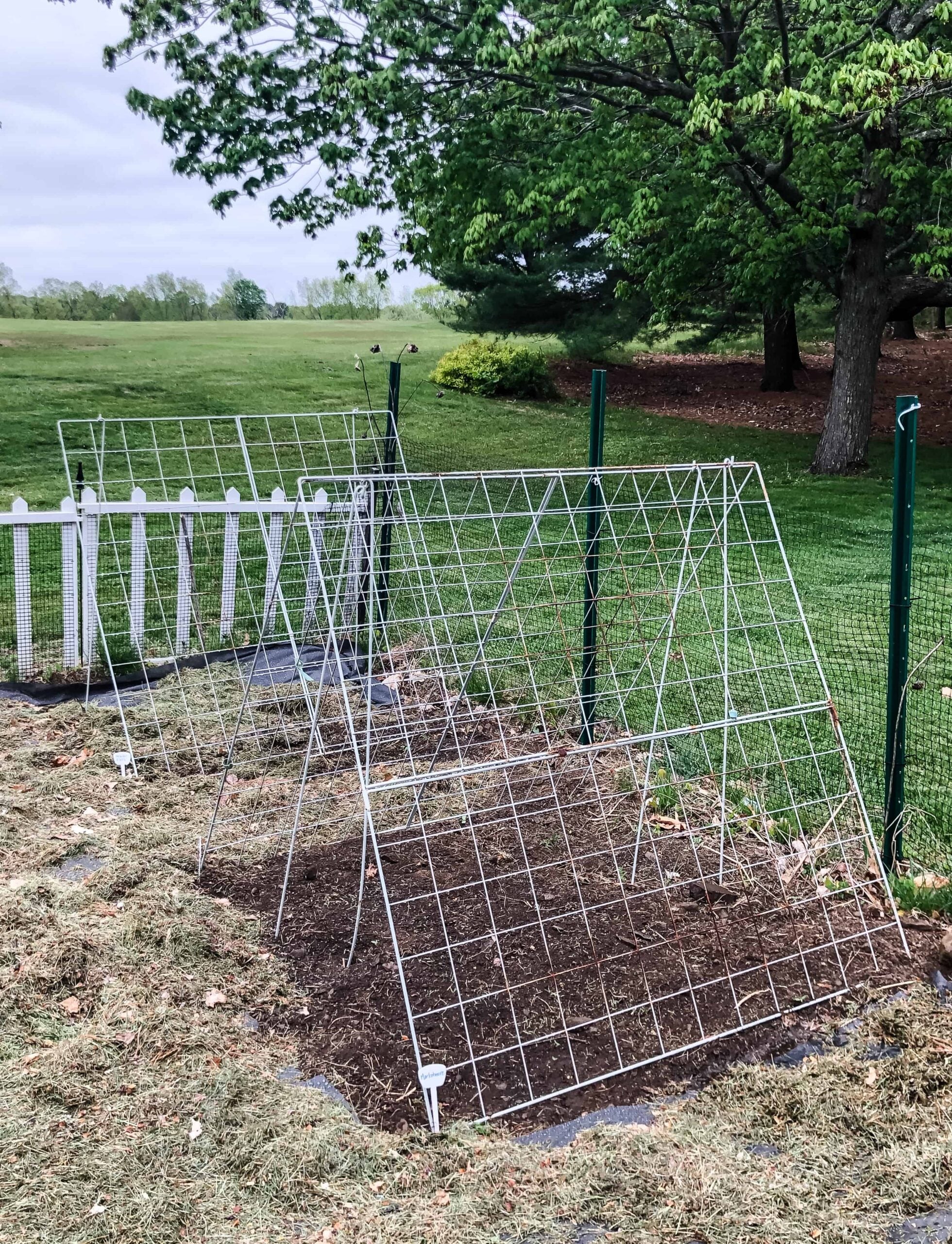vegetable garden | cucumber trellis