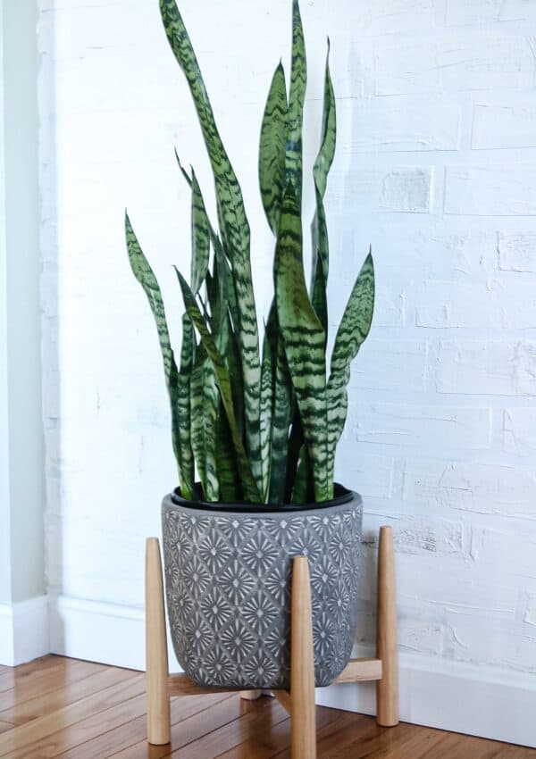 Snake Plant