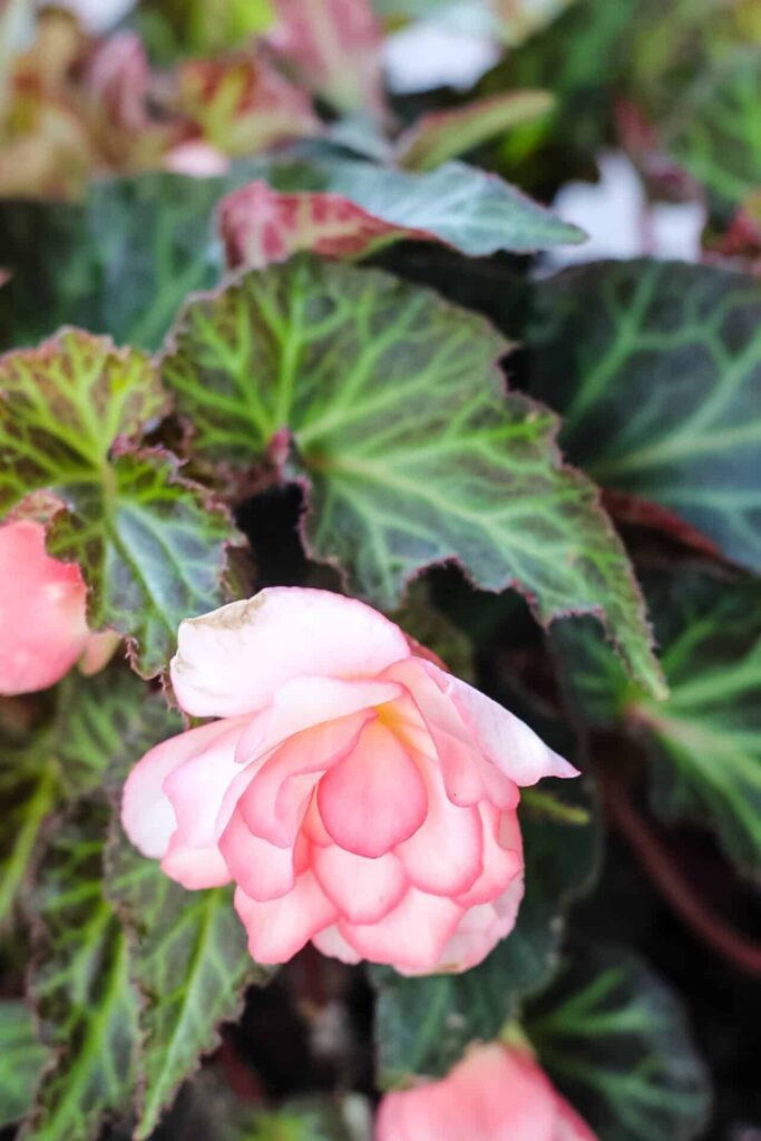 peach begonias