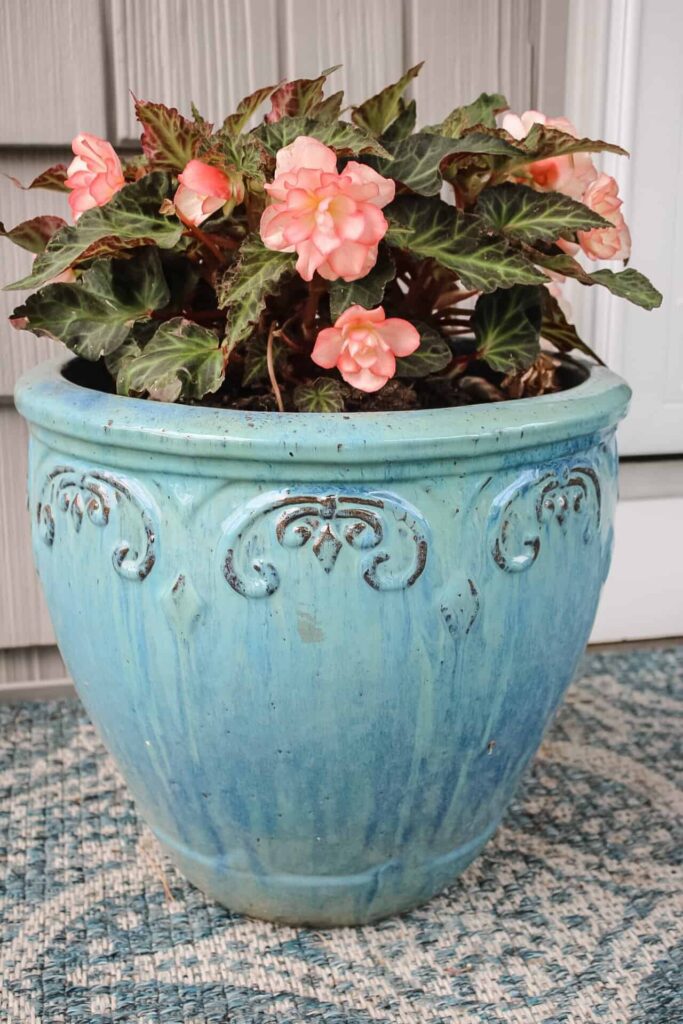 peach begonias