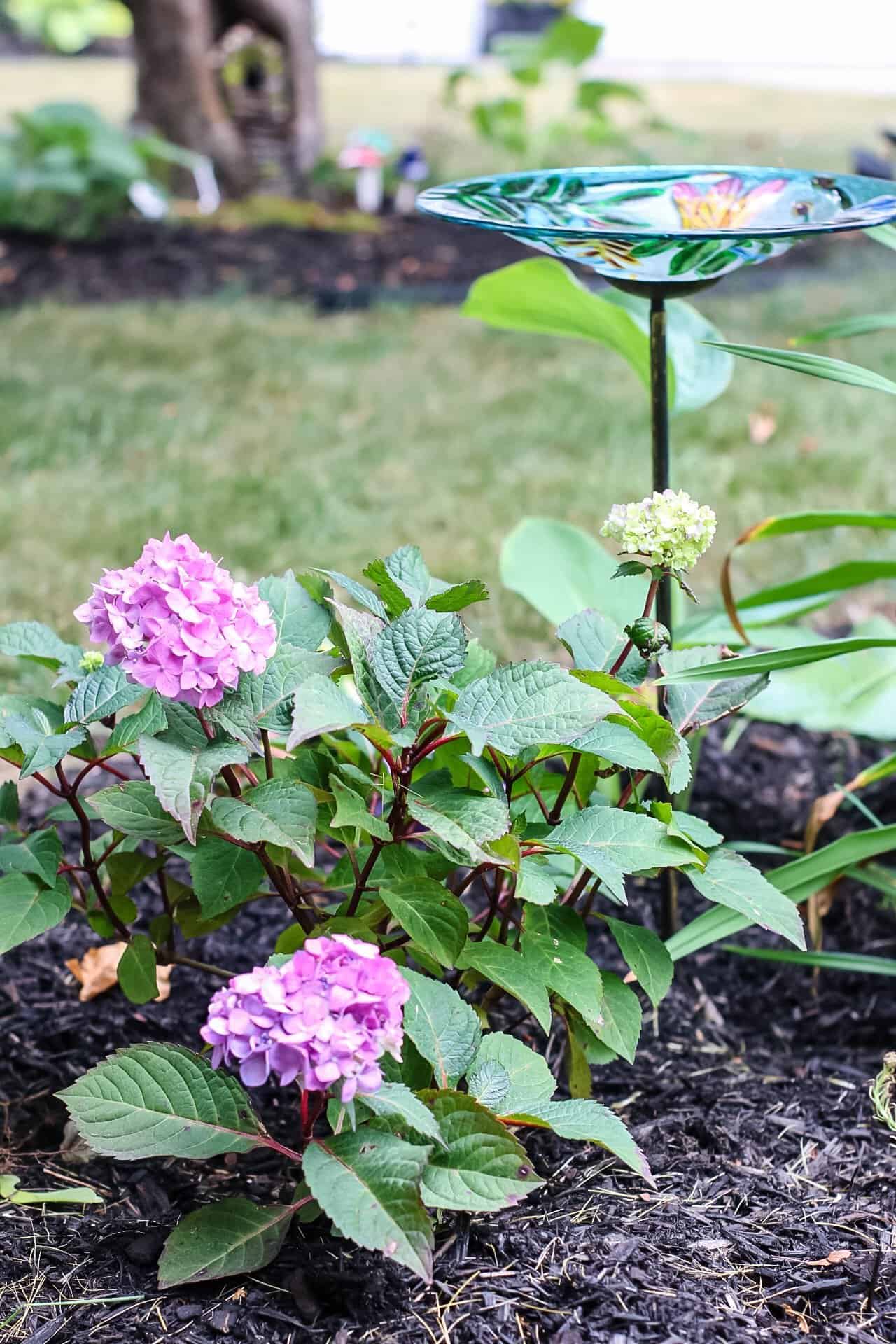 BLOOMSTRUCK HYDRANGEA