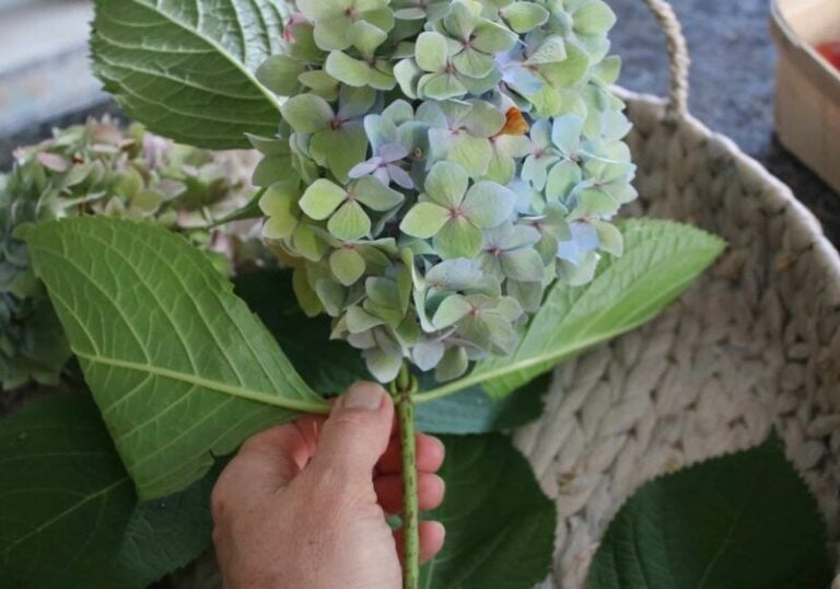 Hydrangea Removal The Easiest Way to Dry Hydrangeas - Cottage On Bunker Hill