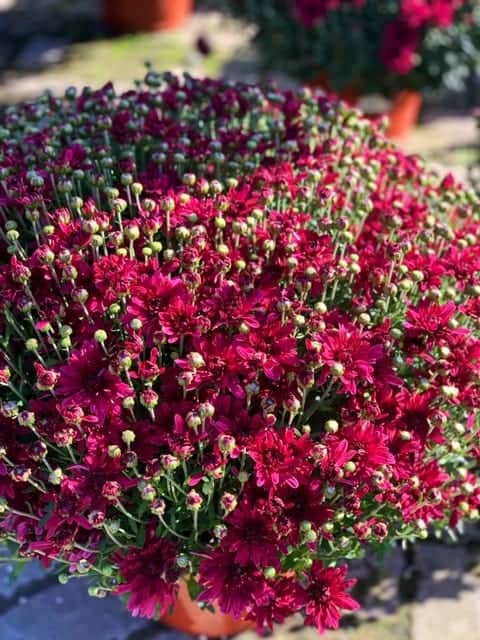 red mums