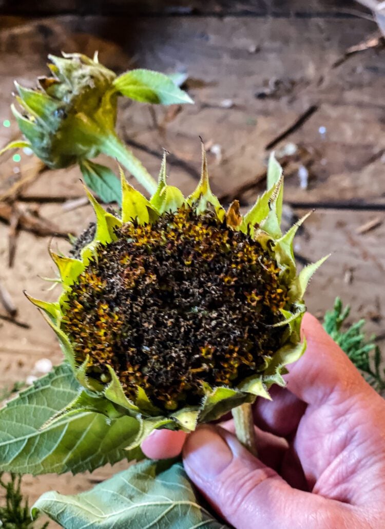 holding a sunflower 
