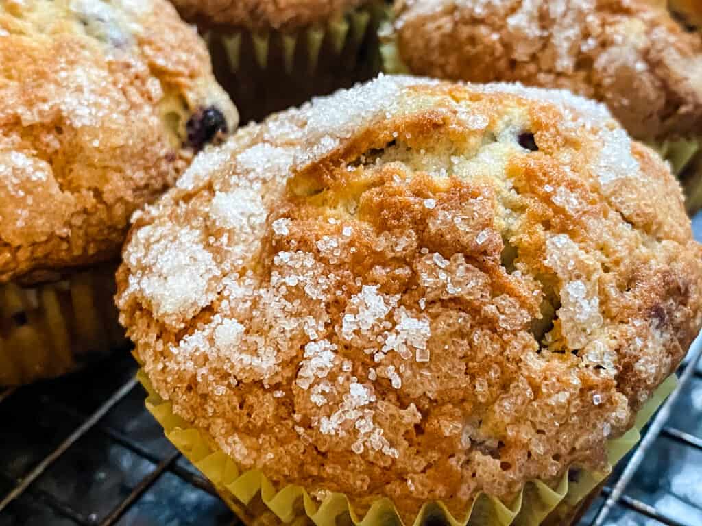 one blueberry muffin