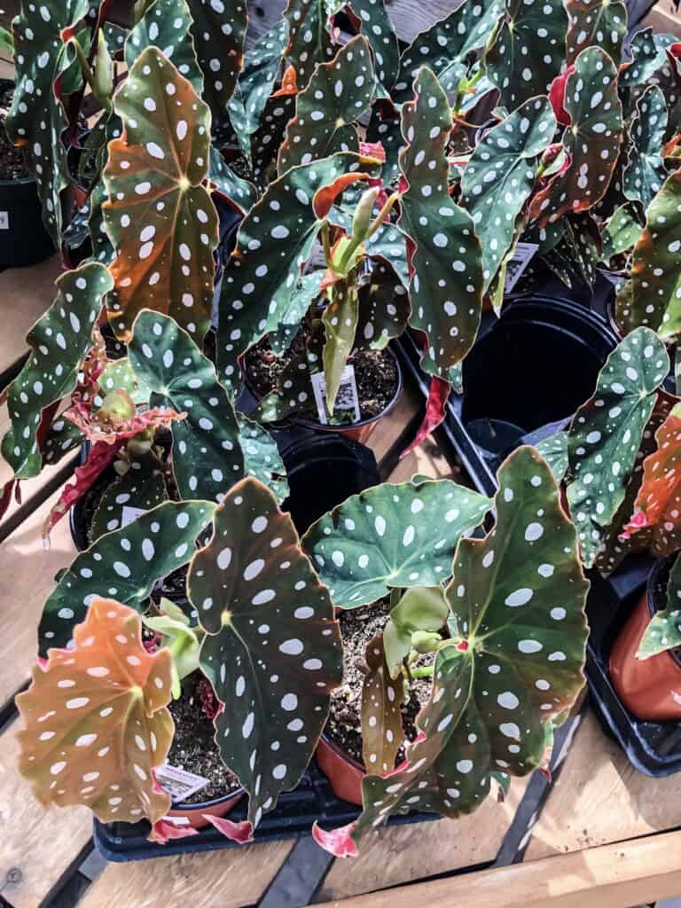 spotted begonia