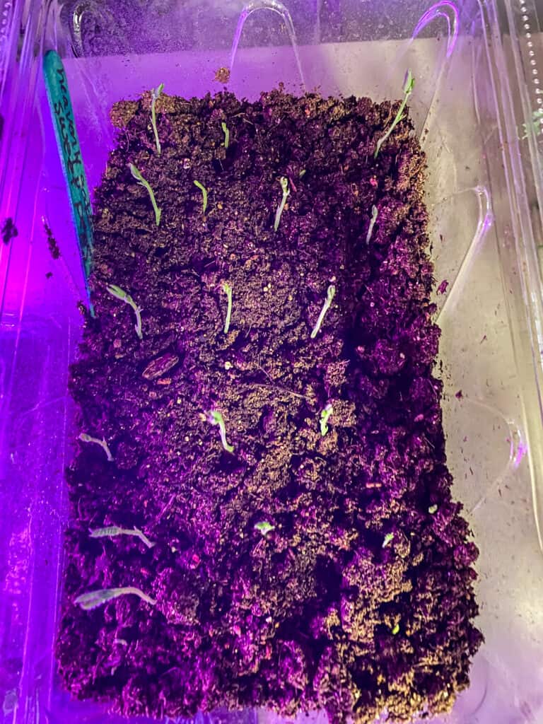 sweet peas growing indoors