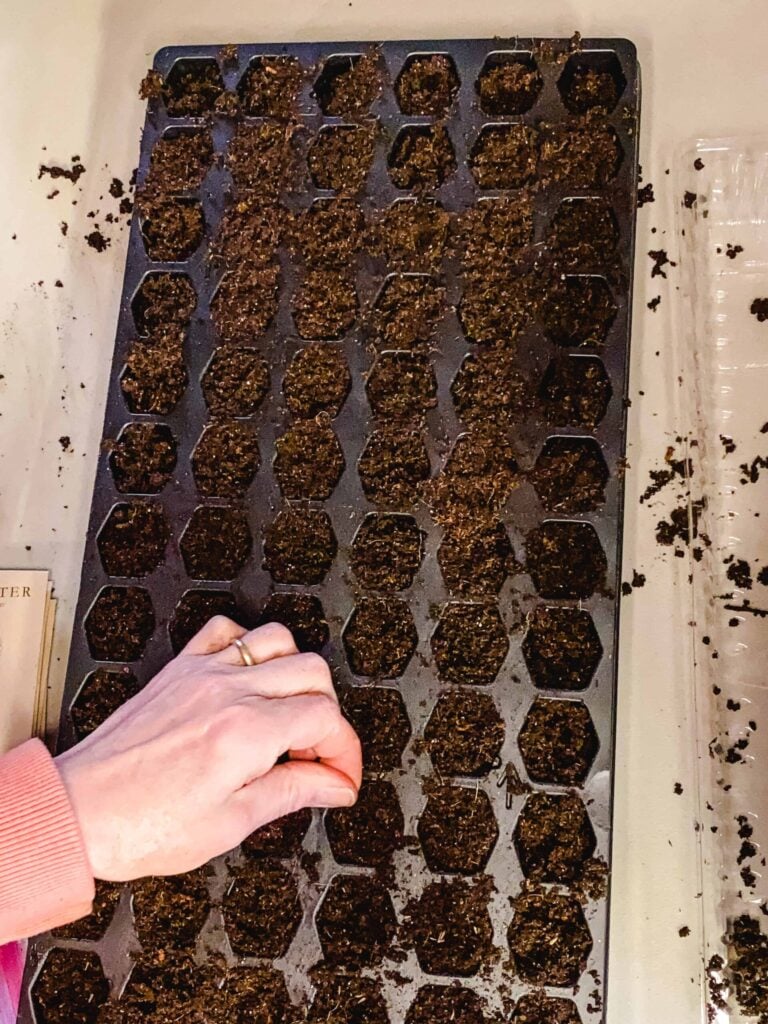 planting seeds in trays