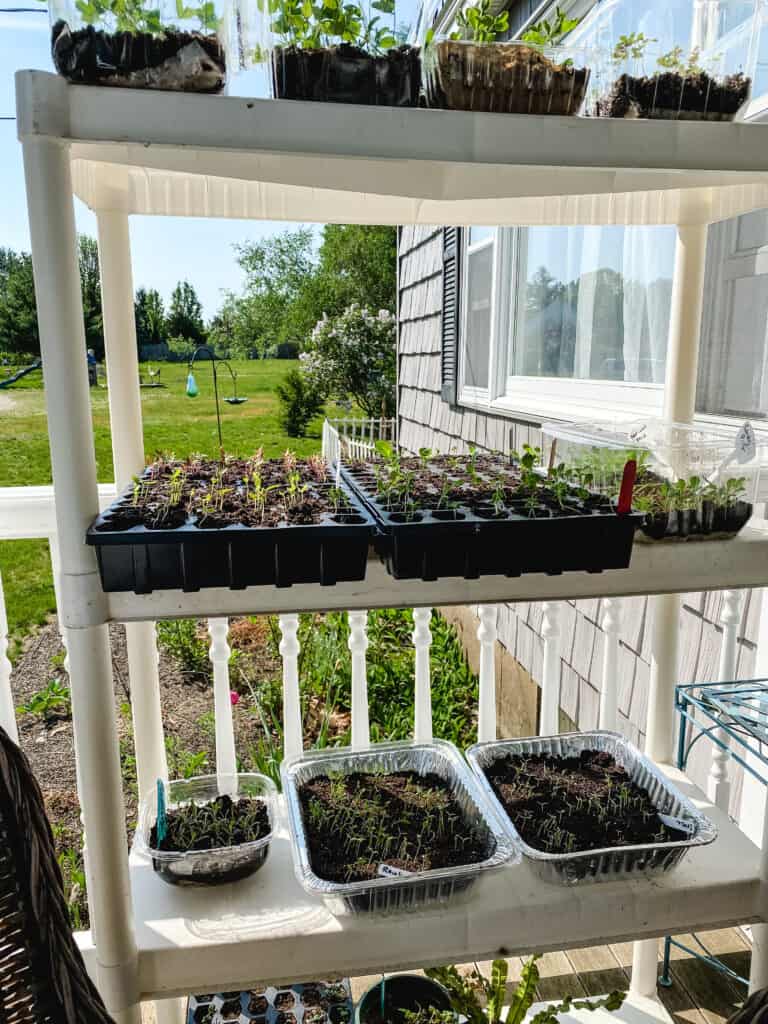 hardening off seedlings outside