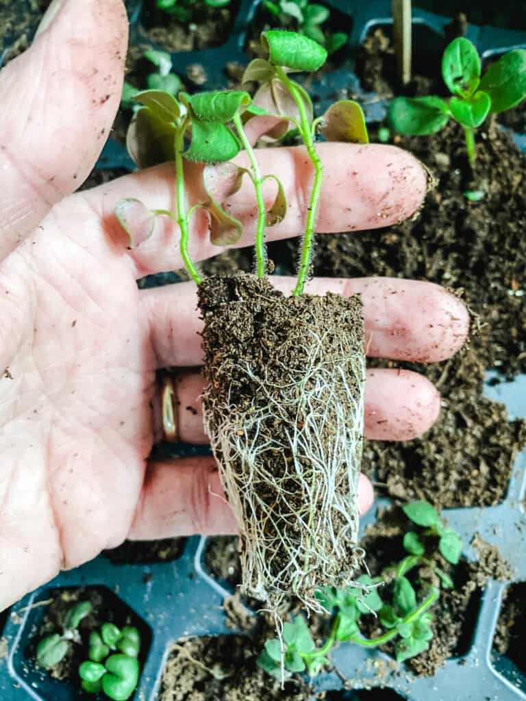 seedling with healthy root system