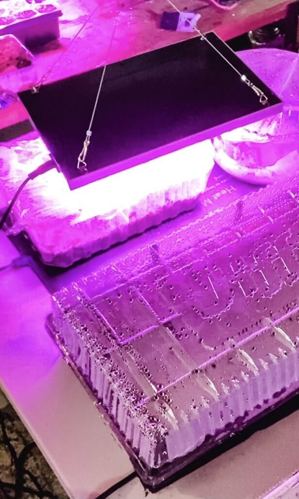 LED Grow lights