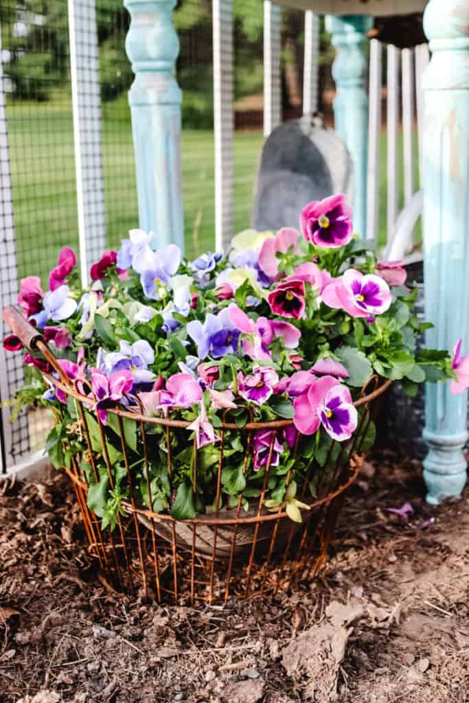 pansies in a vintage baskte