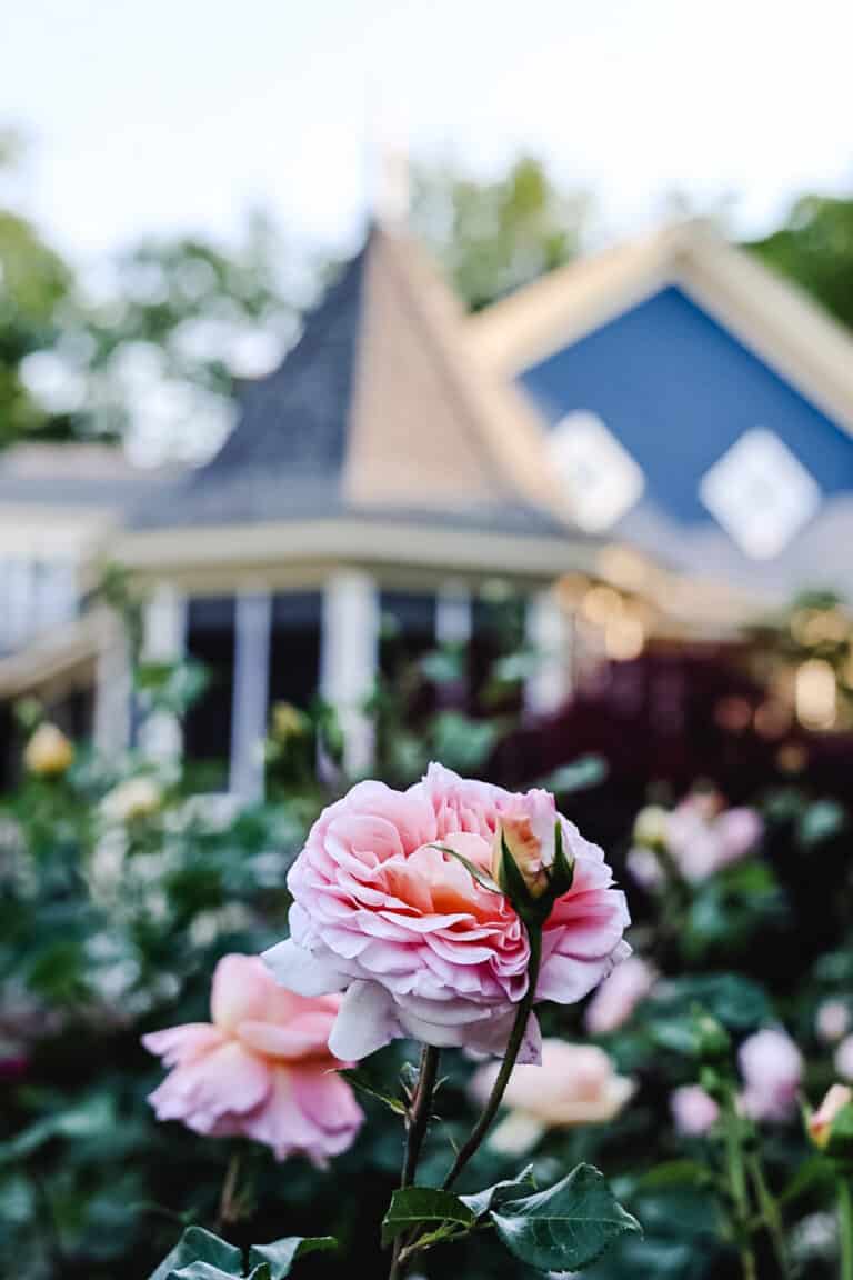 rose garden