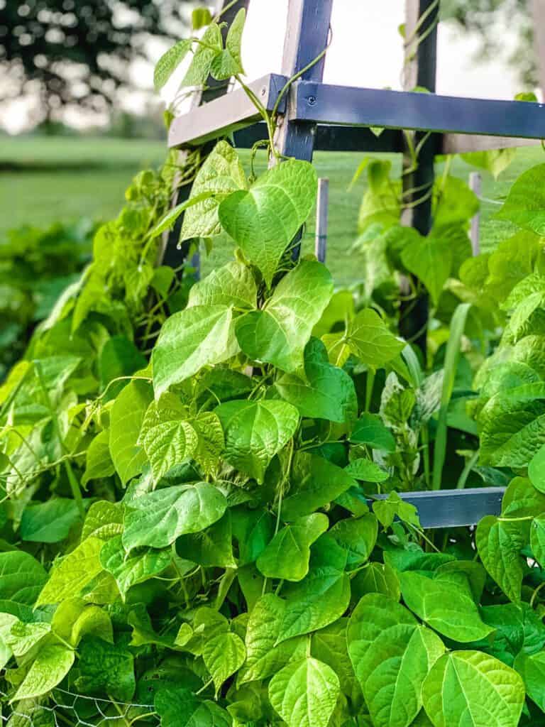 green bean trellis