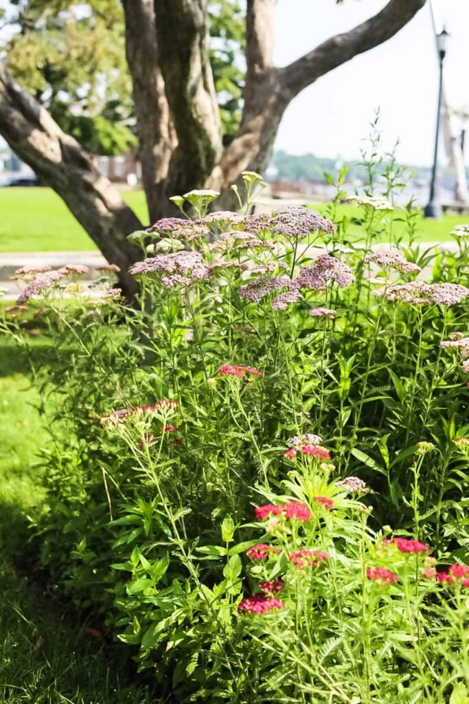 native pollinator flowers in New England park