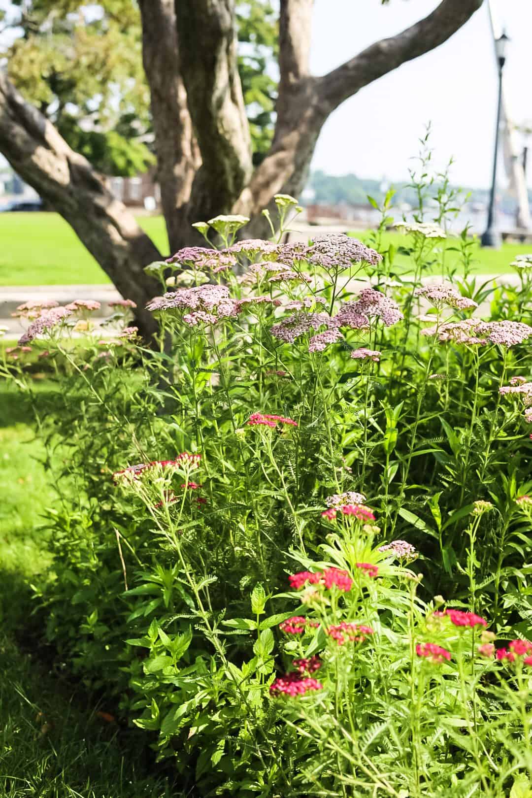 flowers at Prescott Park