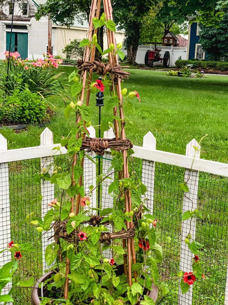 flowering planter with trellis