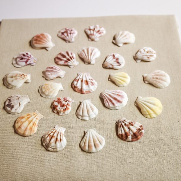 DIY sea shell shadow box