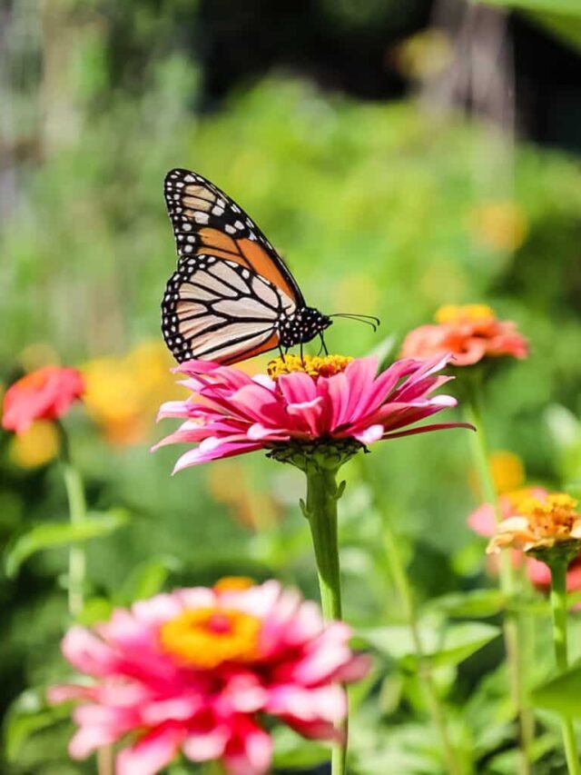 monarch butterfly on zinnia