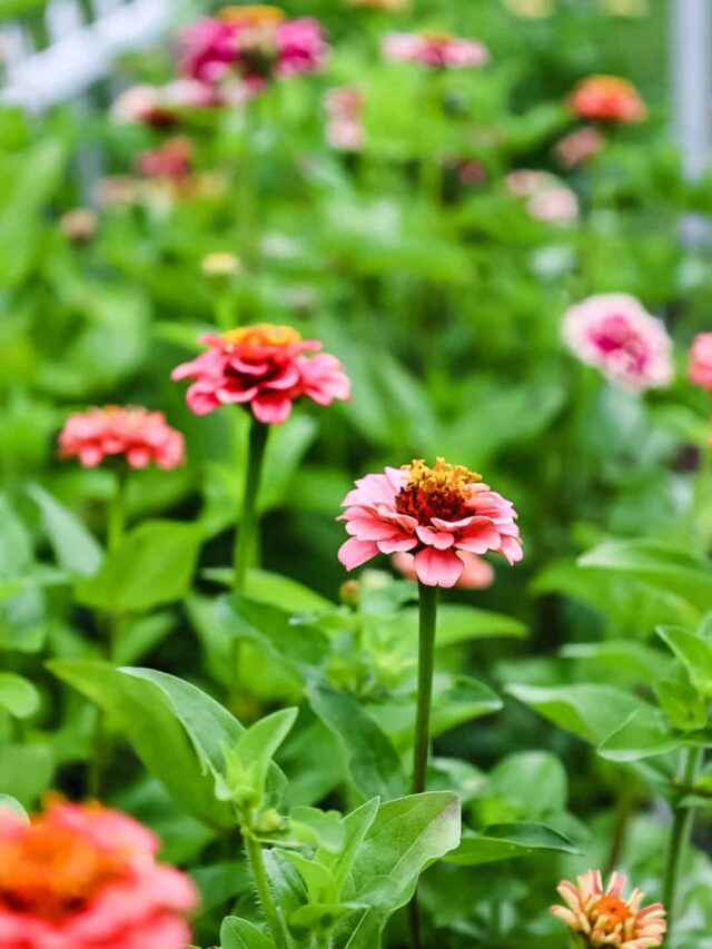 zinnias in a cutting garden
