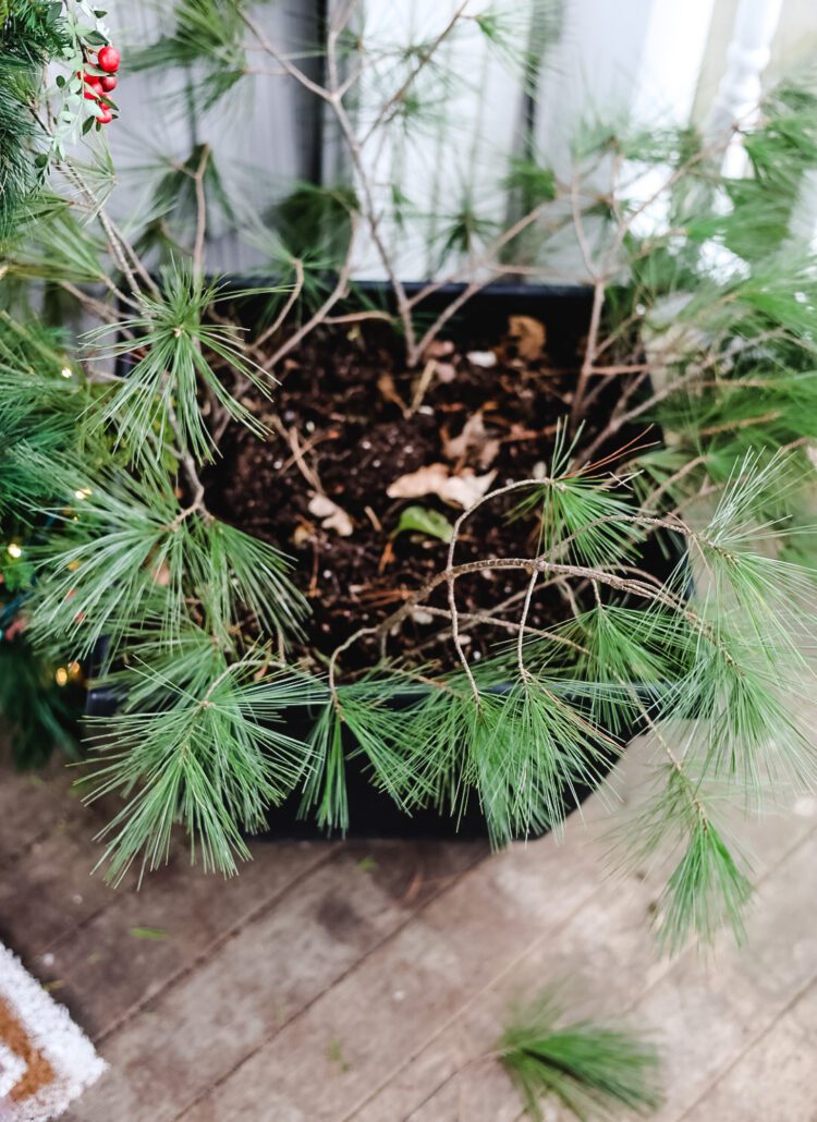 making a planter with evergreens