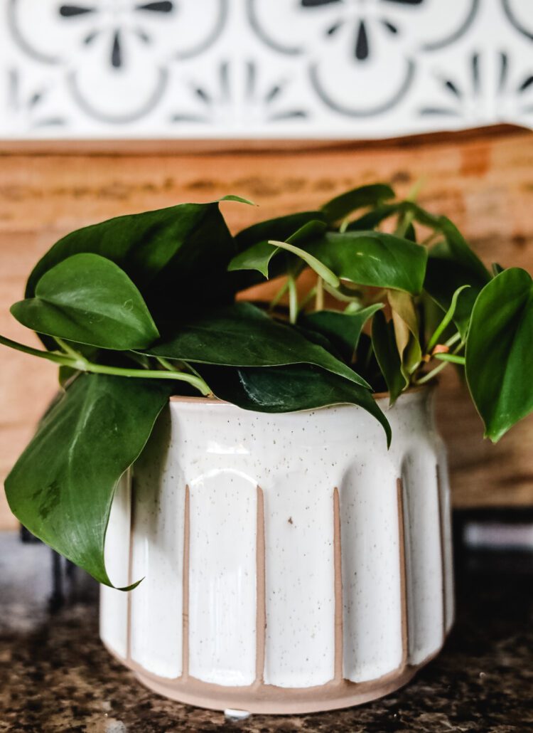 plant in white pot