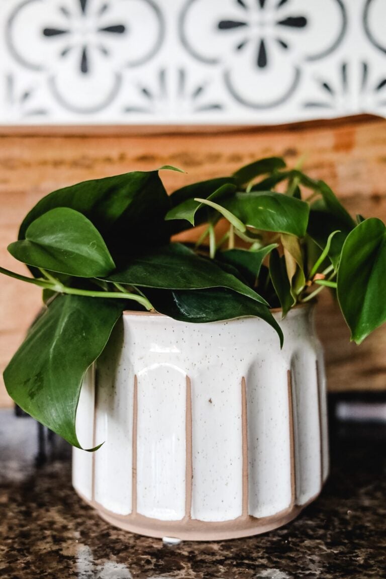 plant in white pot