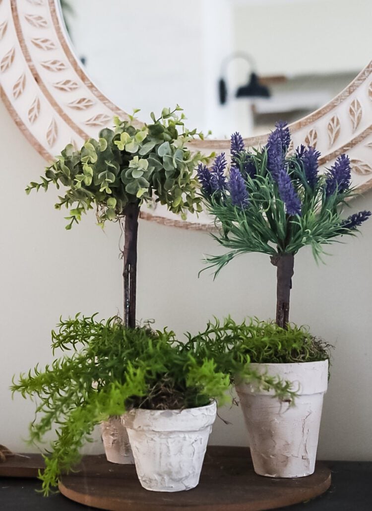 lavender topiary and boxwood topiary