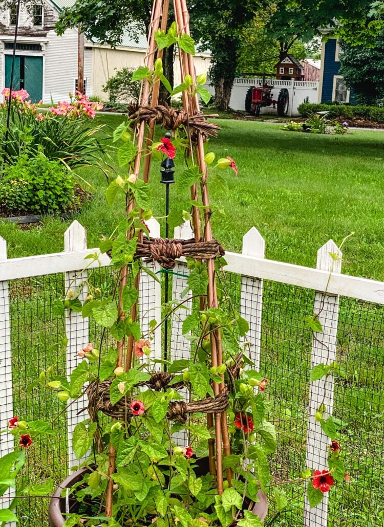 garden tower with climbing flowers