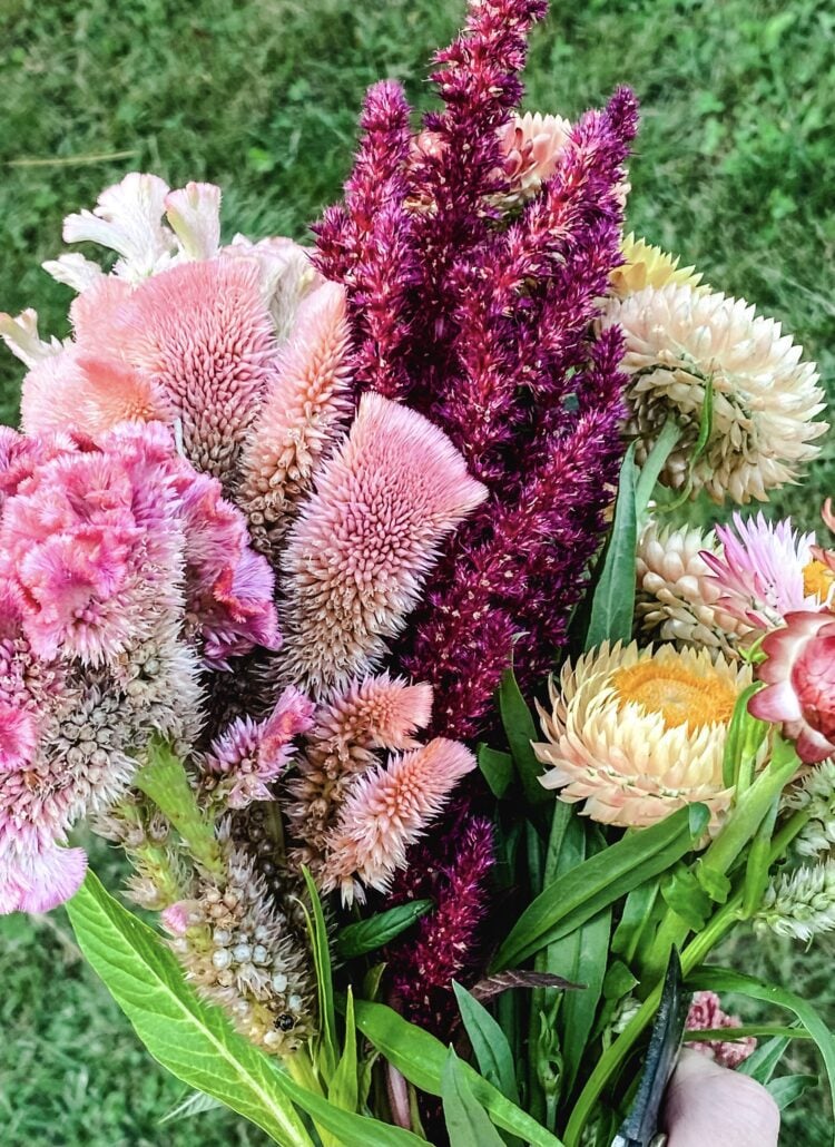 celosia and strawflower bouquet