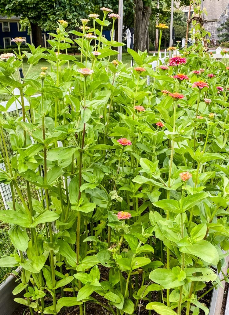 zinnias growing in a garden