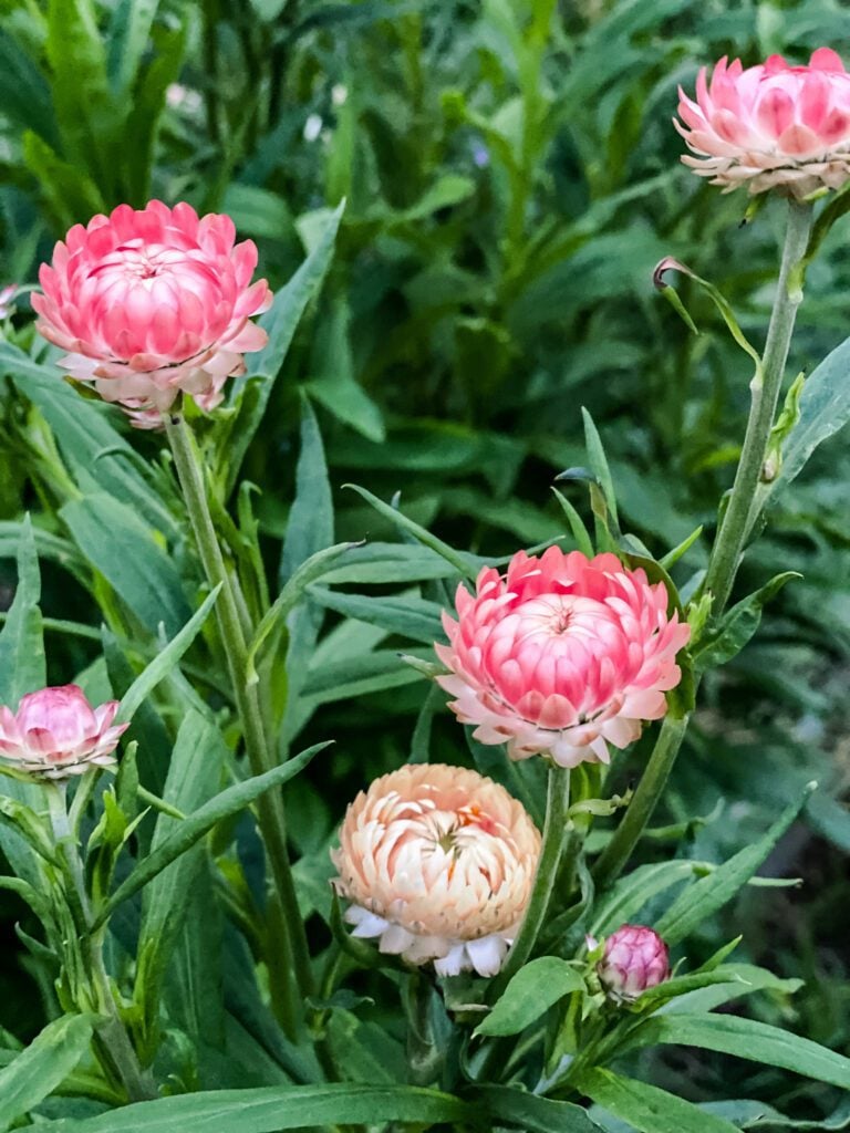 strawflowers in a cut flower garden
