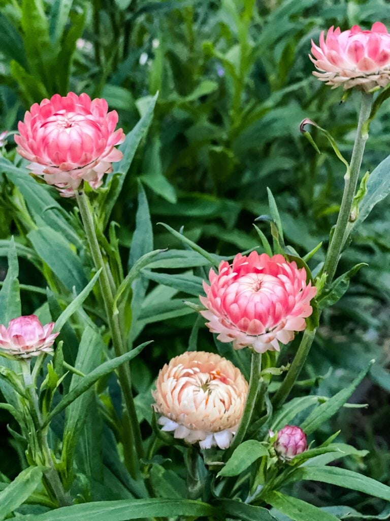 How to Grow Strawflowers For Your Cut Flower Garden From Seed