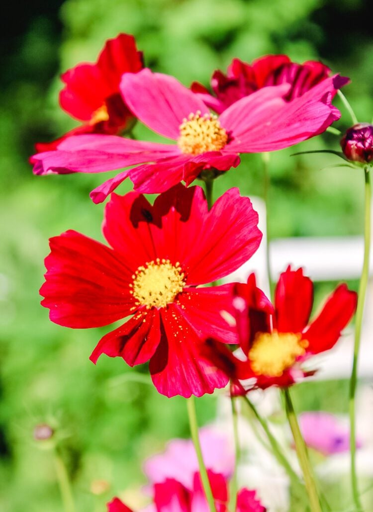 red and pink cosmos in bloom